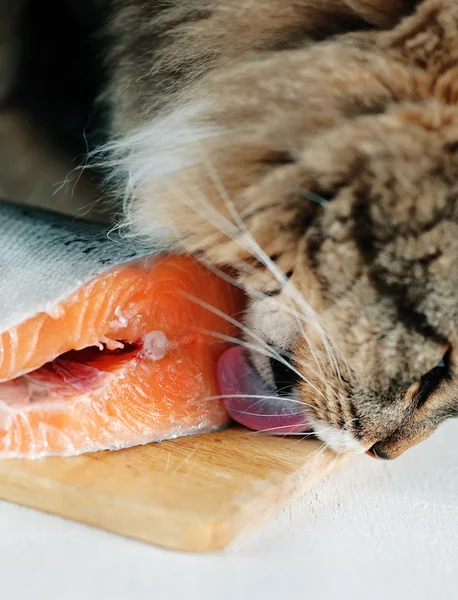 Gato lambendo pedaço de peixe — Fotografia de Stock