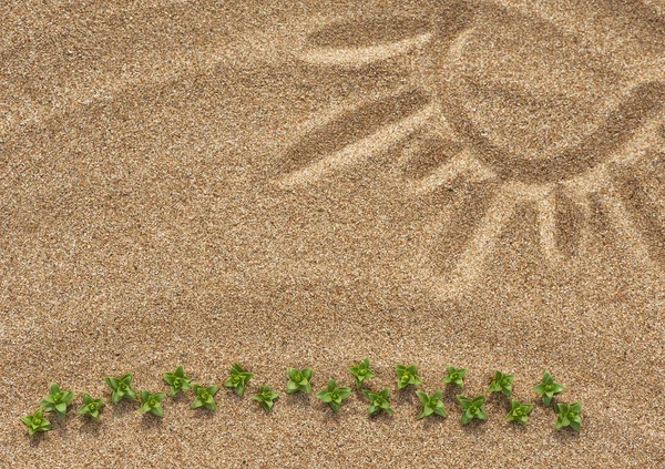 Zon puttend uit het zand en planten — Stockfoto