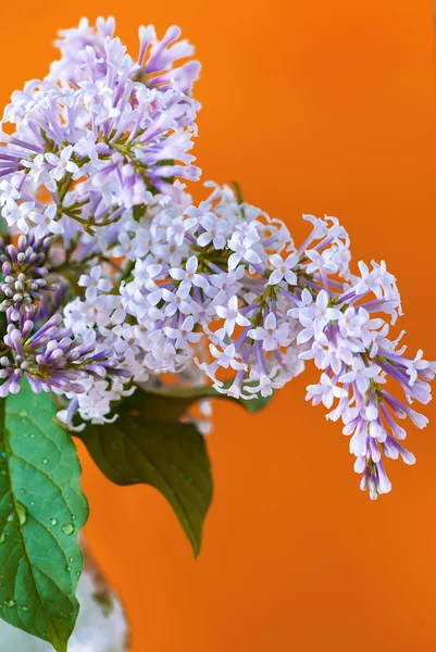 Fliederfarbener Blumenstrauß — Stockfoto