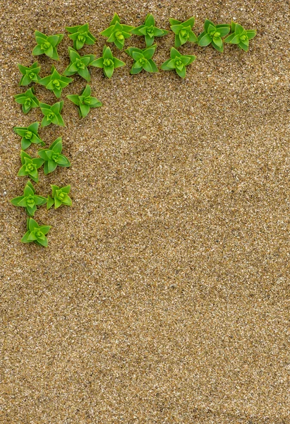 在沙滩上的绿色植物的边框 — 图库照片