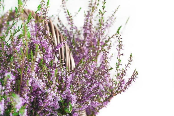 Heather in the basket — Stock Photo, Image