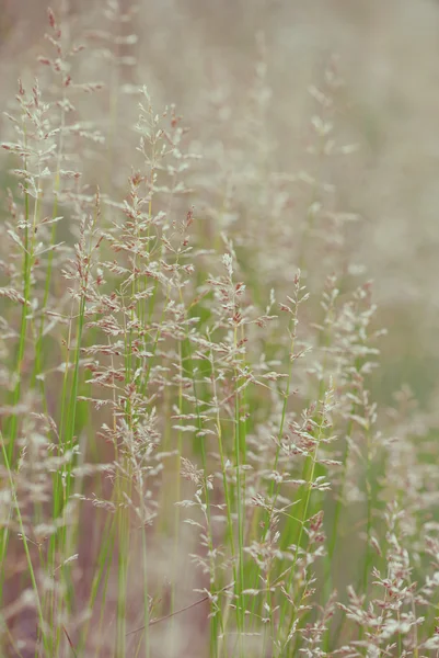 Herbe des prés — Photo