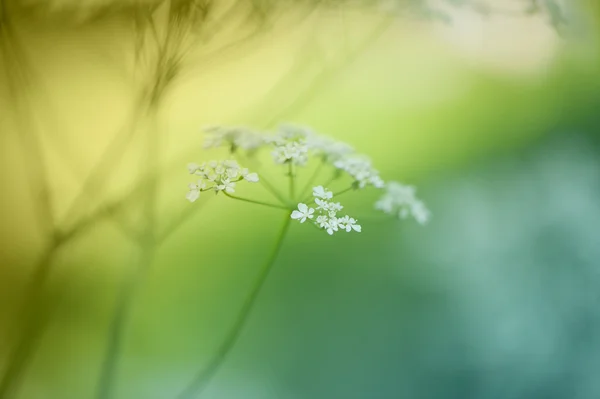 Fleur de prairie — Photo