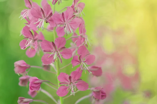 Violette Blüten — Stockfoto