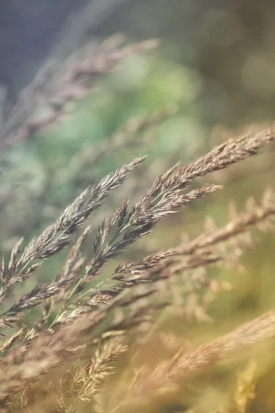 Meadow grass — Stock Photo, Image