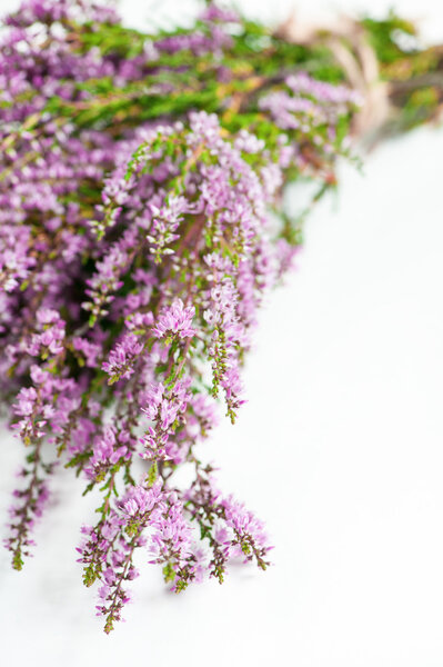 Хизер на белом фоне
