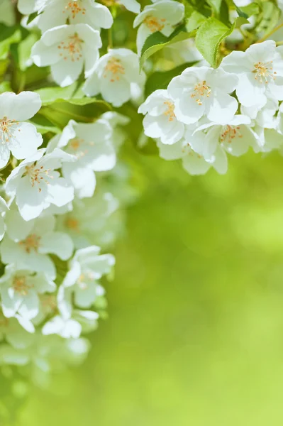 Kirschblüte Blumen Hintergrund — Stockfoto