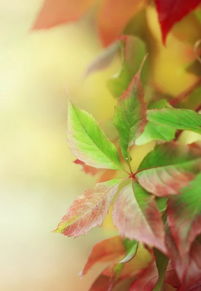 Folhas de fundo — Fotografia de Stock