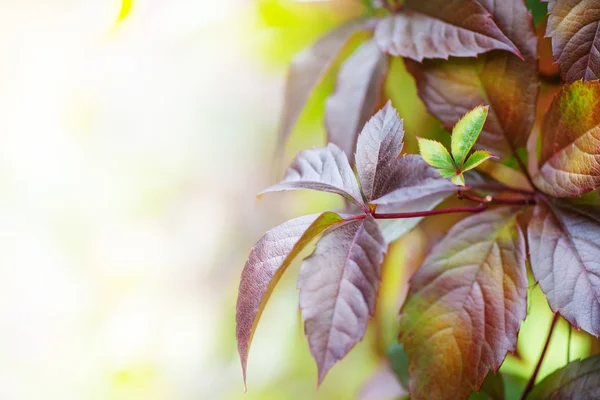 Leaves background — Stock Photo, Image