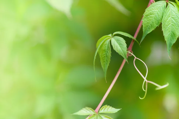 Leaves background — Stock Photo, Image