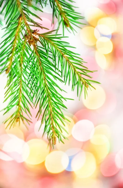 Bokeh background with fir branch — Stock Photo, Image