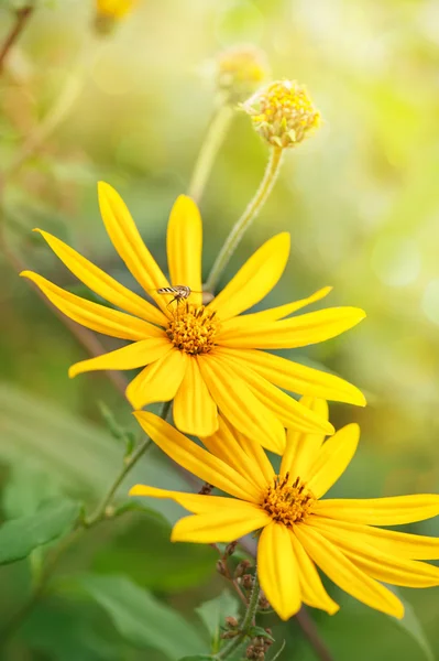 Flori galbene cu albine zburătoare — Fotografie, imagine de stoc