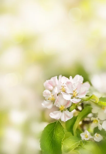 樱花 — 图库照片