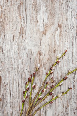 Paskalya kedicikler eski ahşap dekorasyon