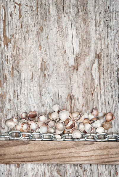 Metal chain and seashells on the old wood — Stock Photo, Image