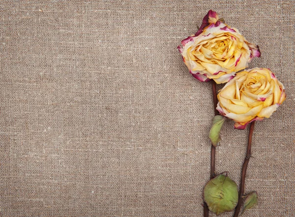 Сухие розы на мешковине — стоковое фото