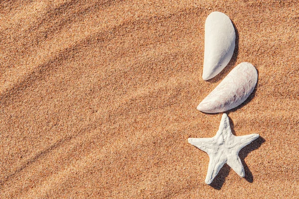 Foglio di carta e conchiglie sulla sabbia — Foto Stock