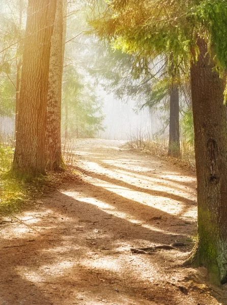 Camino en el bosque brumoso con la luz del sol — Foto de Stock