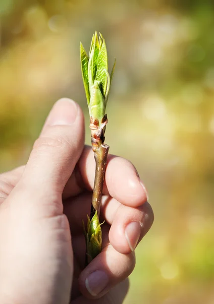 Menselijke hand bud plant te beschermen — Stockfoto