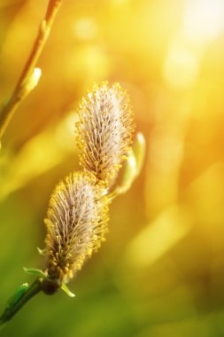 Bahar tomurcukları, willow kedicikler