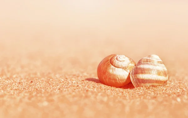 Seashells on the sand — Stock Photo, Image