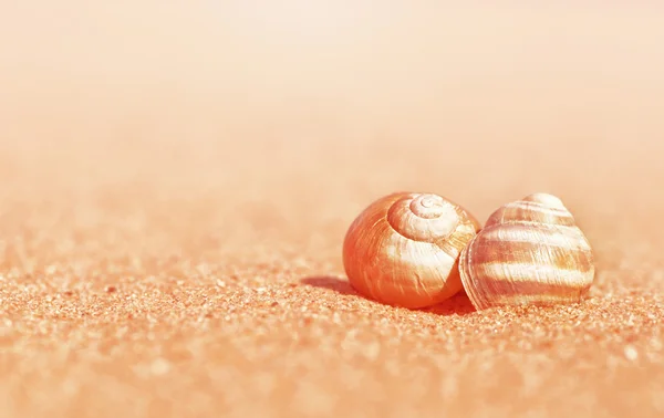 Ракушки на песке Лицензионные Стоковые Фото