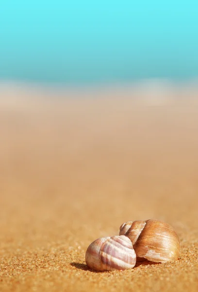 Морские ракушки на песке и море — стоковое фото