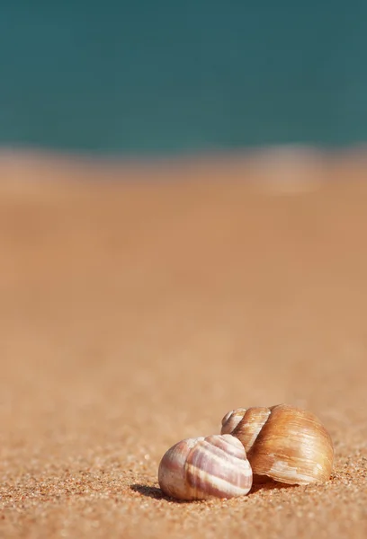 Морские ракушки на песке и море — стоковое фото