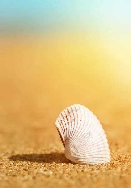 Seashell in the sand and sea — Stock Photo, Image