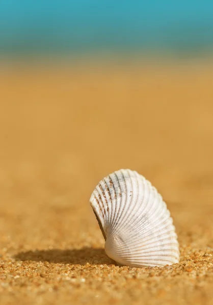Seashell in the sand and sea — Stock Photo, Image