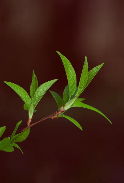 Groene tak van plant — Stockfoto