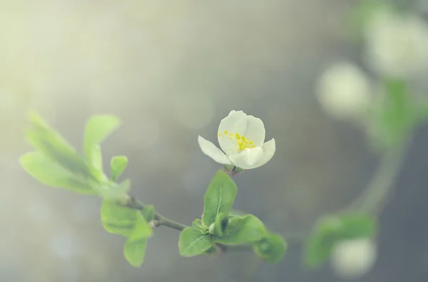 Flor de cerezo —  Fotos de Stock