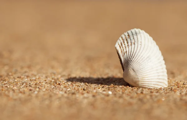 Conchiglia nella sabbia — Foto Stock