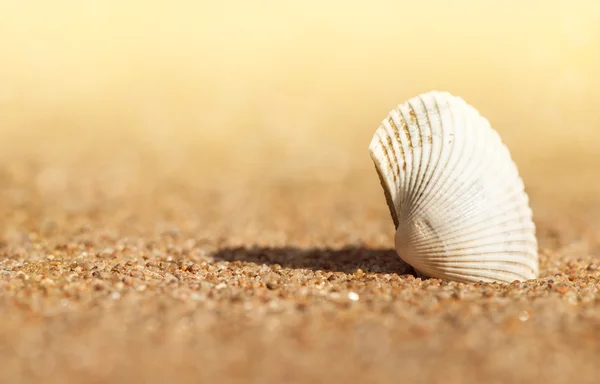 Muschel im Sand — Stockfoto