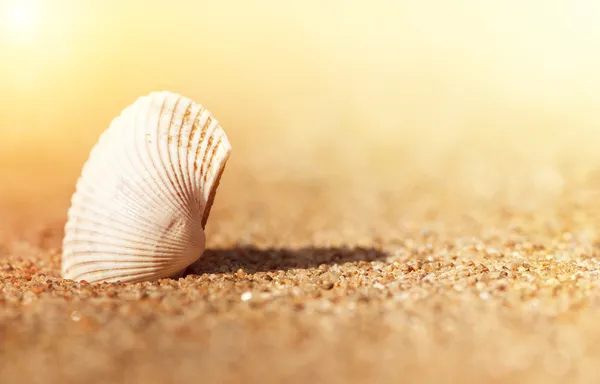 Coquillage dans le sable — Photo