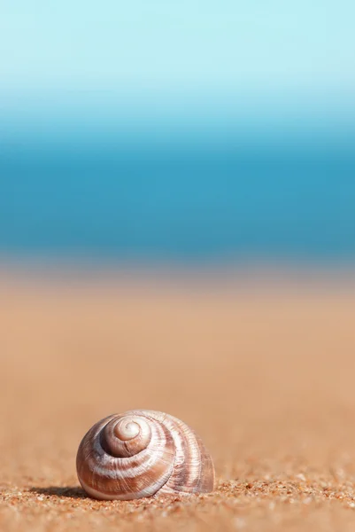 Concha marina en la arena y el mar —  Fotos de Stock