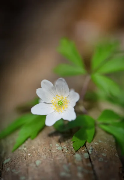 White spring flower — Stock Photo, Image