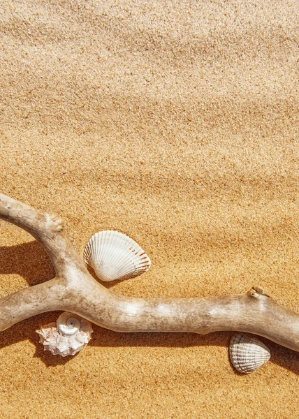 Muscheln und trockener Ast im Sand — Stockfoto