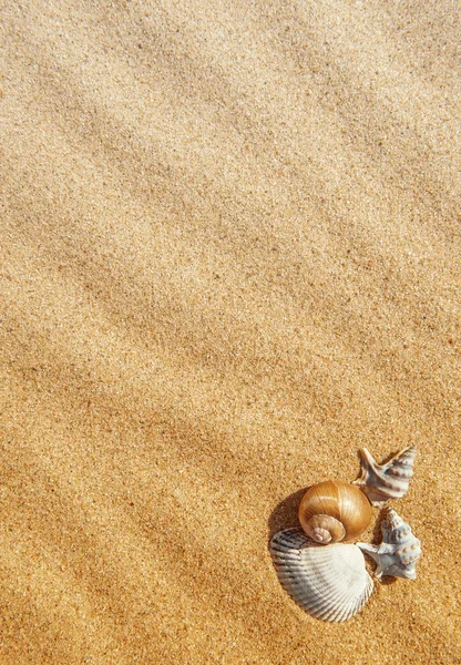 Conchas na areia Imagem De Stock