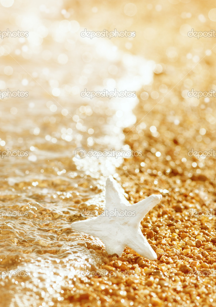 Seashell on the coastline and sea water