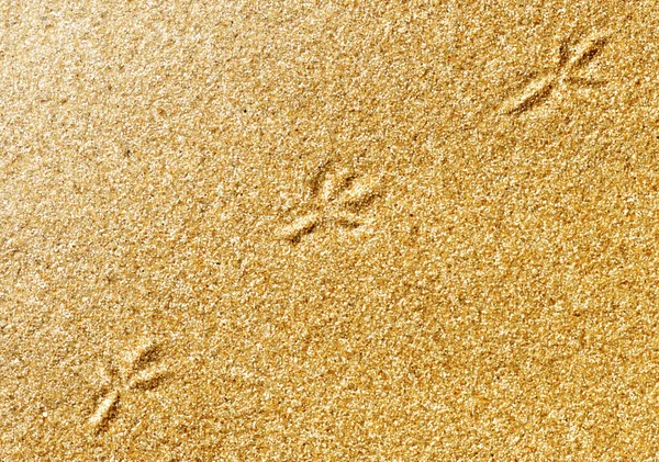 Bird traces on the sand — Stock Photo, Image