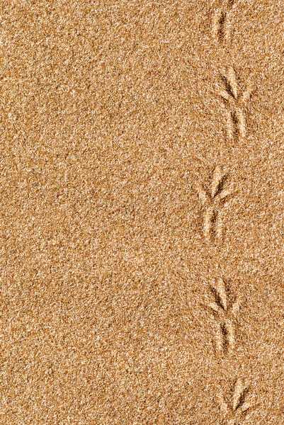 Sand background with bird traces — Stock Photo, Image