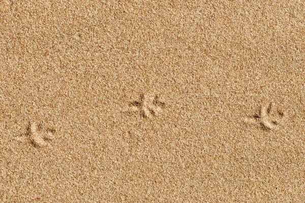 Ptačí stopy v písku — Stock fotografie