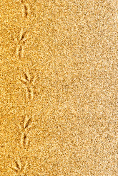 Sand background with bird traces — Stock Photo, Image