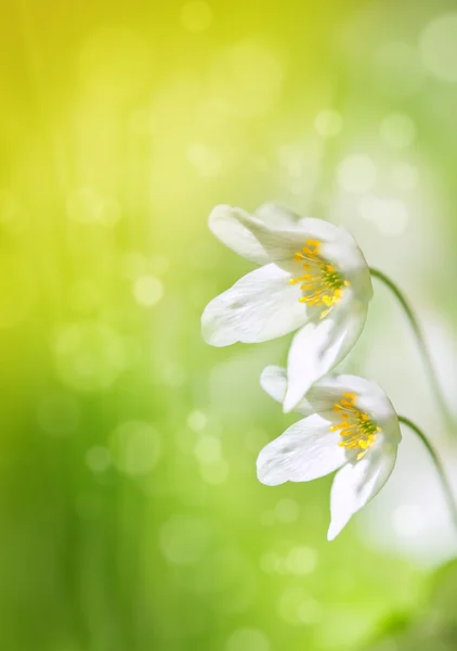 Bílé jarní květiny — Stock fotografie