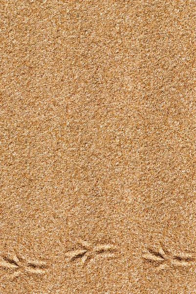 Sand background with bird traces — Stock Photo, Image