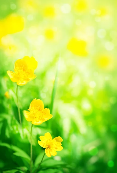 Gula blommor — Stockfoto