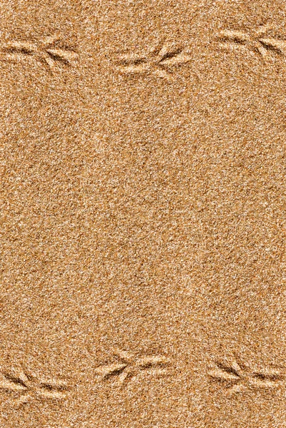 Sand background with bird traces — Stock Photo, Image