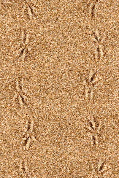 Sand background with bird traces — Stock Photo, Image