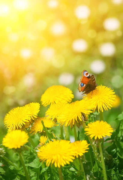 Mariposa sobre diente de león — Foto de Stock